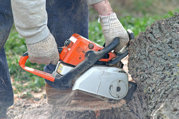 How Our Tree Care Process Works  in  Tuckerman, AR