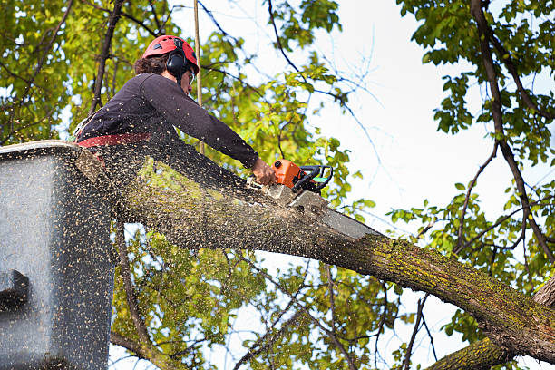 Best Tree Cabling and Bracing  in Tuckerman, AR